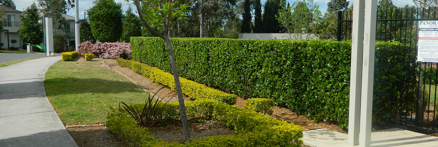 bne lawn garden maintenance landscaping